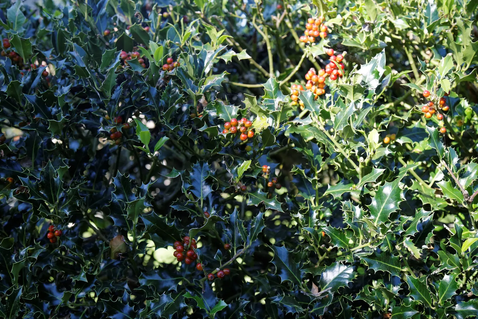 Summer Holly (Comarostaphylis Diversifolia) — shrub for full