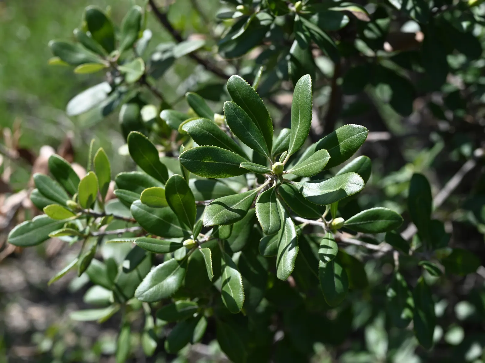 Summer Holly (Comarostaphylis Diversifolia) — scientifically known as Comarostaphylis diversifolia