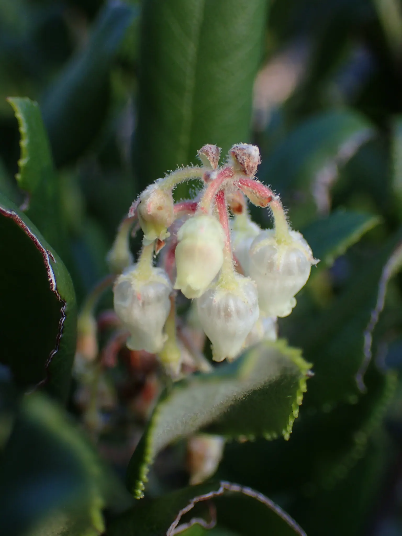 Summer Holly (Comarostaphylis Diversifolia) — scientifically known as Comarostaphylis diversifolia; following the flowering season