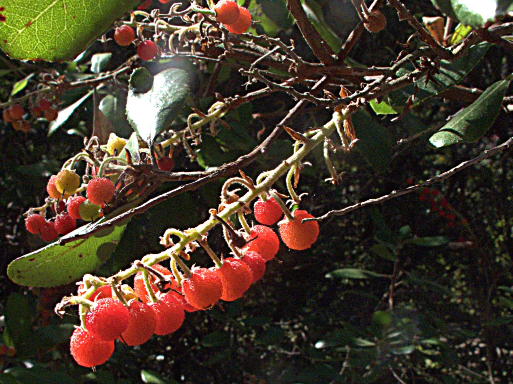 Summer Holly (Comarostaphylis Diversifolia) — This elegant plant boasts a rounded growth habit; the Summer Holly, Comarostaphylis diversifolia, is an evergreen