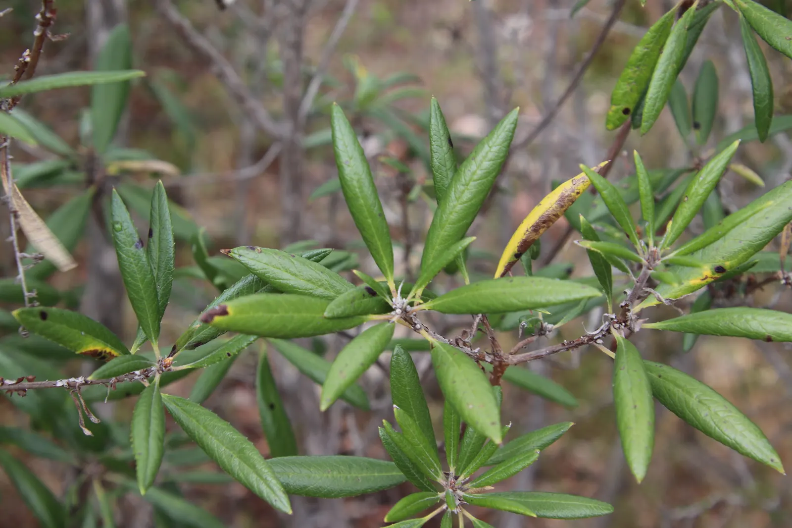 Summer Holly (Comarostaphylis Diversifolia) — Prefers well-drained soil and partial shade