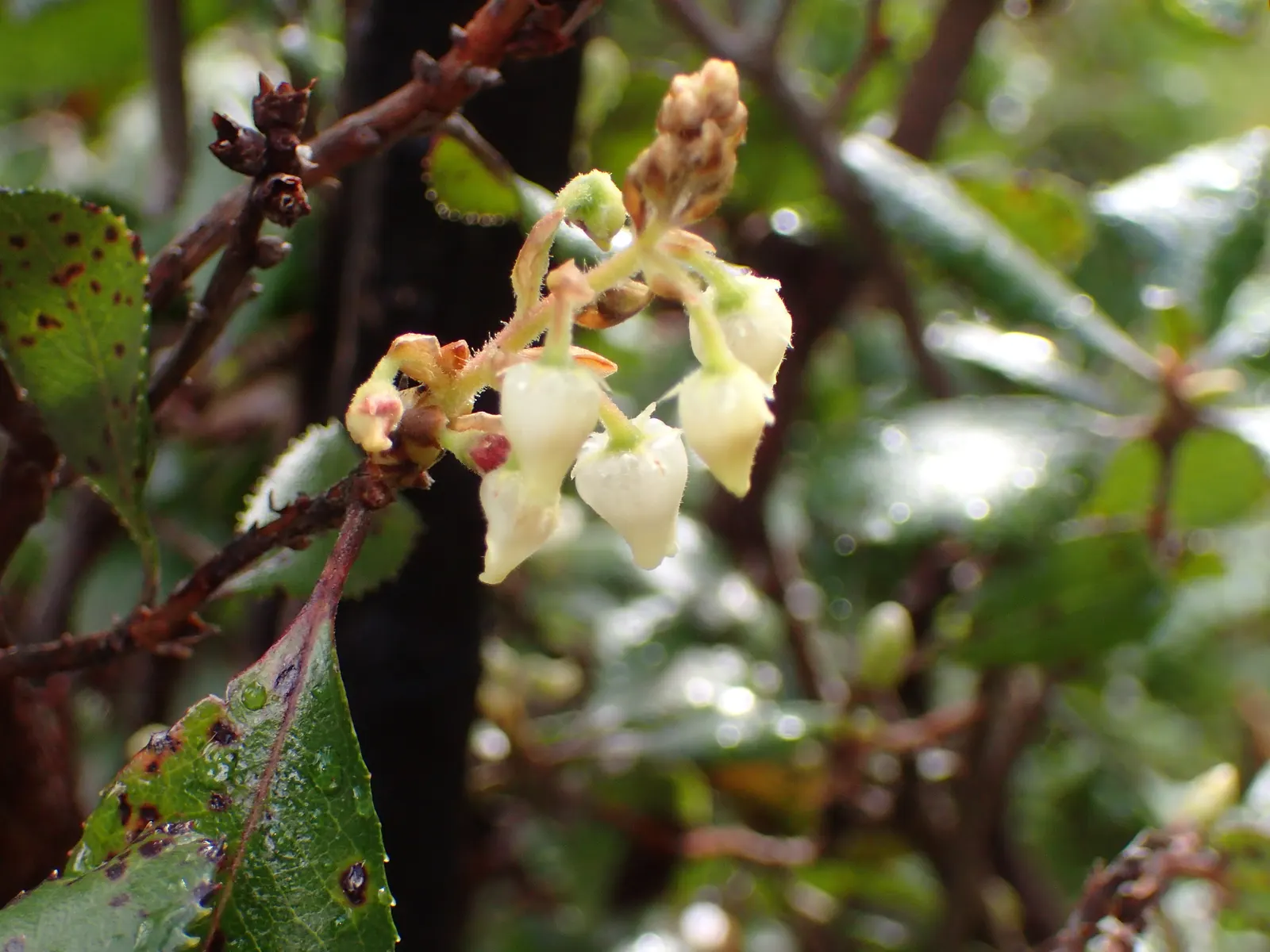 Summer Holly (Comarostaphylis Diversifolia) — Summer Holly should be planted with sufficient space to accommodate its mature size; shrub for full