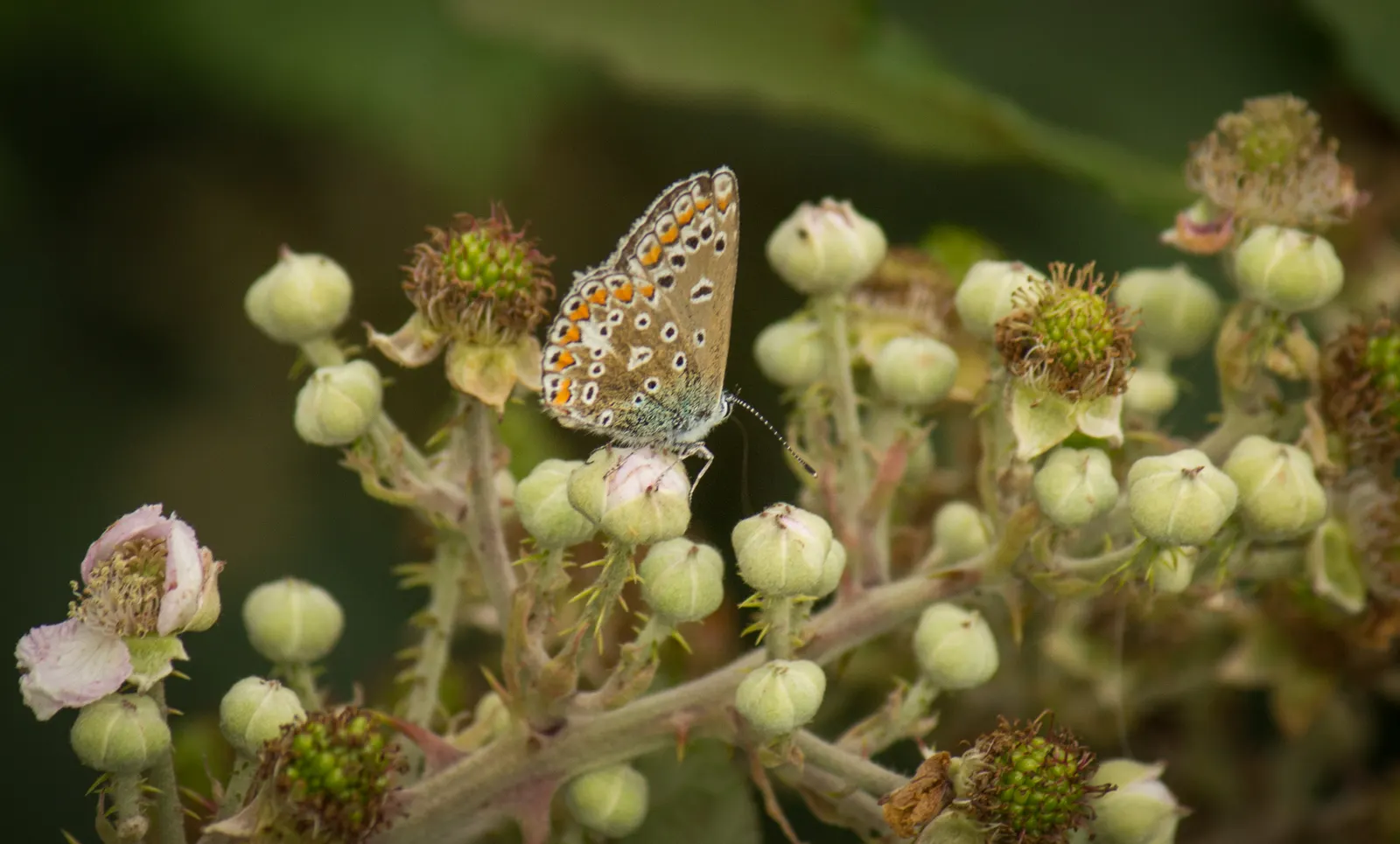 Summer Holly (Comarostaphylis Diversifolia) — providing year-round interest and supporting local ecology