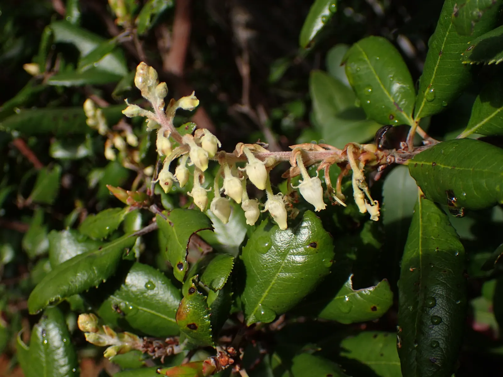 Summer Holly (Comarostaphylis Diversifolia) — The Summer Holly, Comarostaphylis diversifolia, is an evergreen shrub, native to California; offers habitat value