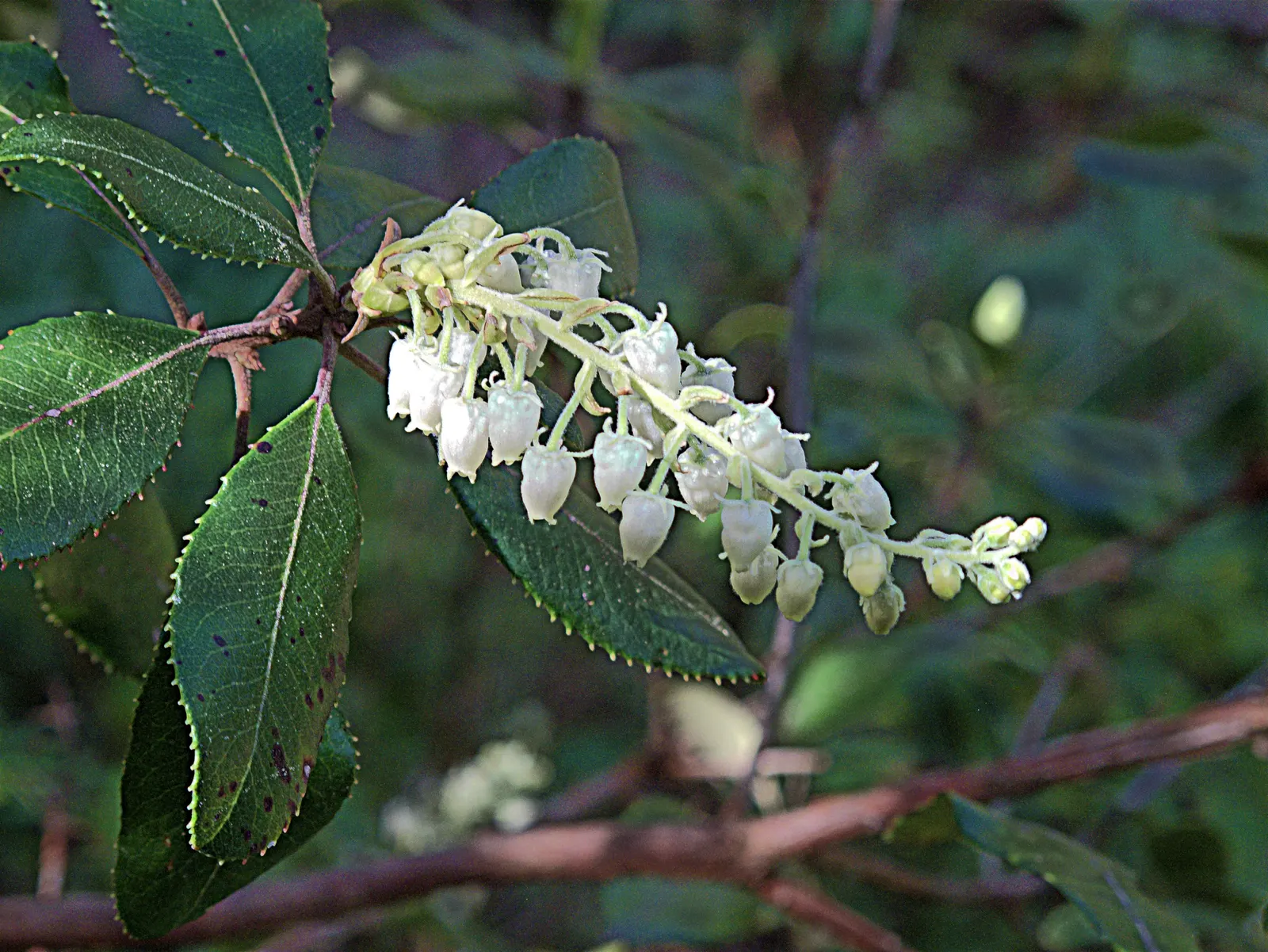 Summer Holly (Comarostaphylis Diversifolia) — coupled with its drought tolerance once established; these blossoms are particularly attractive to hummingbirds