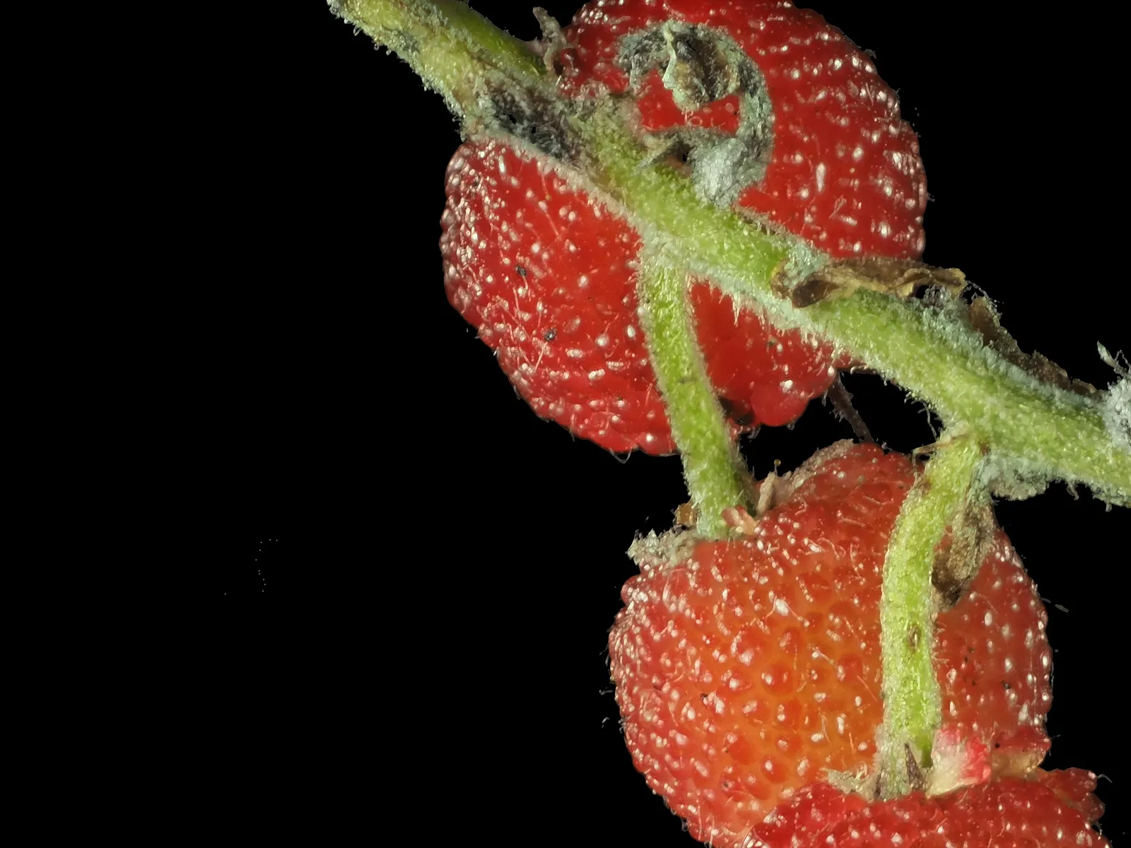 Summer Holly (Comarostaphylis Diversifolia) — ensuring that it has room to flourish and create a stunning visual impact; is an evergreen shrub native to the