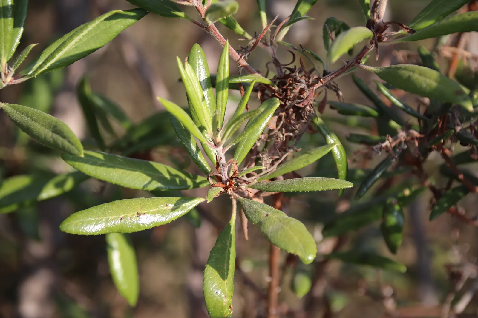 Summer Holly (Comarostaphylis Diversifolia) — makes it an excellent choice for Mediterranean or xeric garden themes.<br><br>For successful growth; summer Holly