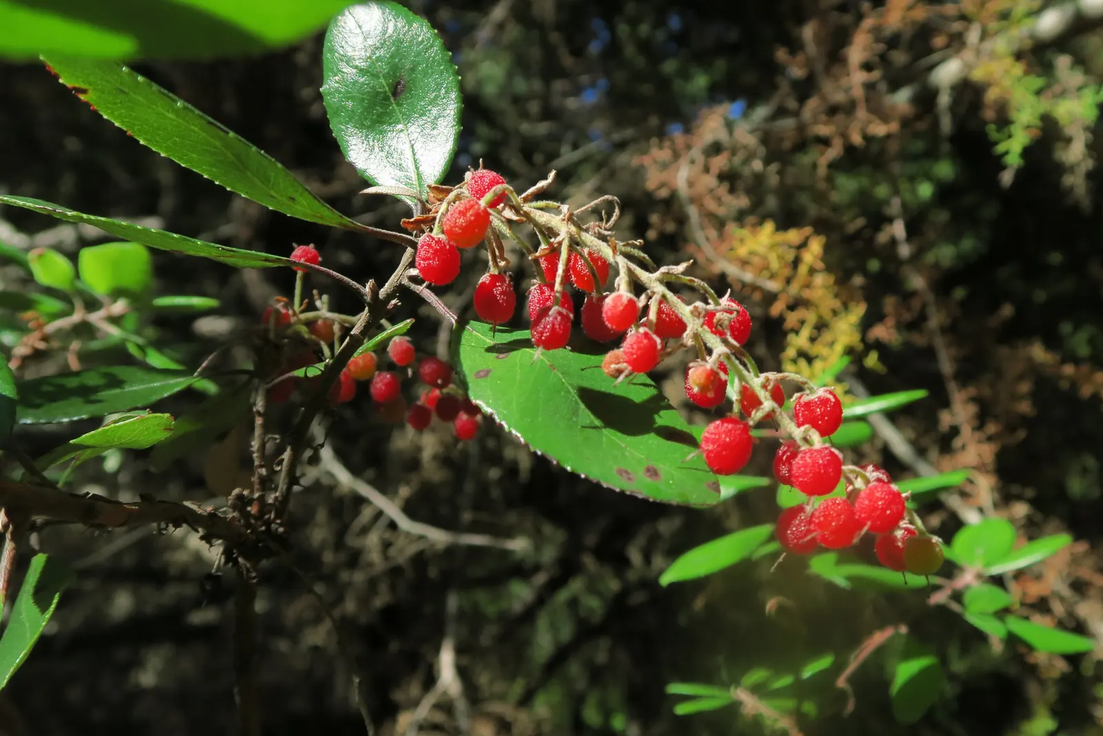 Summer Holly (Comarostaphylis Diversifolia) — These blossoms are particularly attractive to hummingbirds and beneficial bees; prefers well-drained soil and