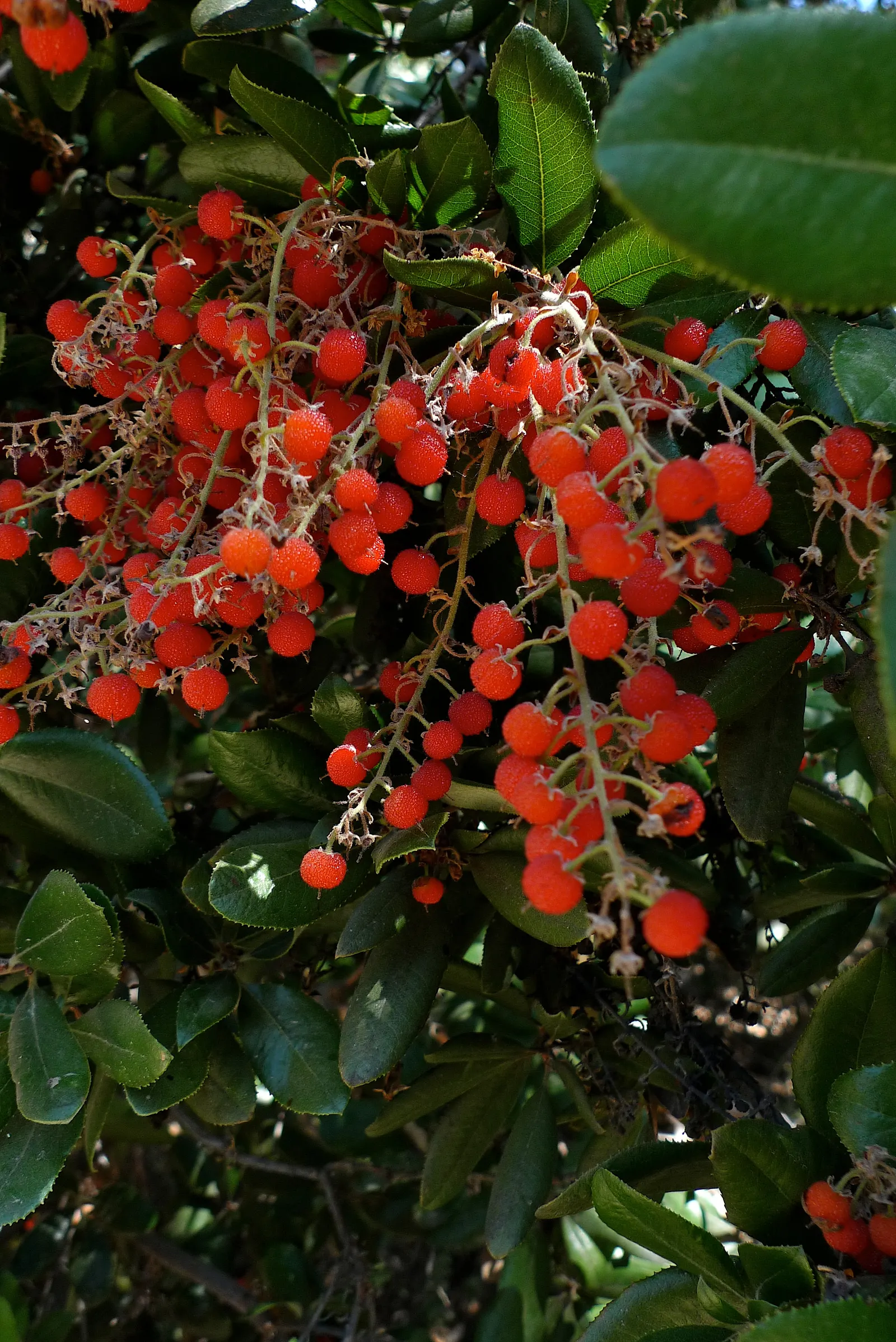 Summer Holly (Comarostaphylis Diversifolia) — This low-maintenance shrub is a beautiful and practical addition to any garden