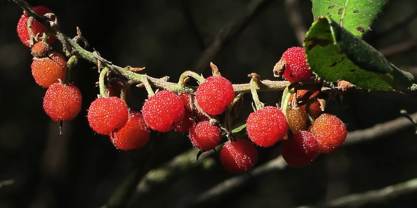 Summer Holly (Comarostaphylis Diversifolia) — consider its preference for well-draining soil and its ability to tolerate both partial shade and, image 42