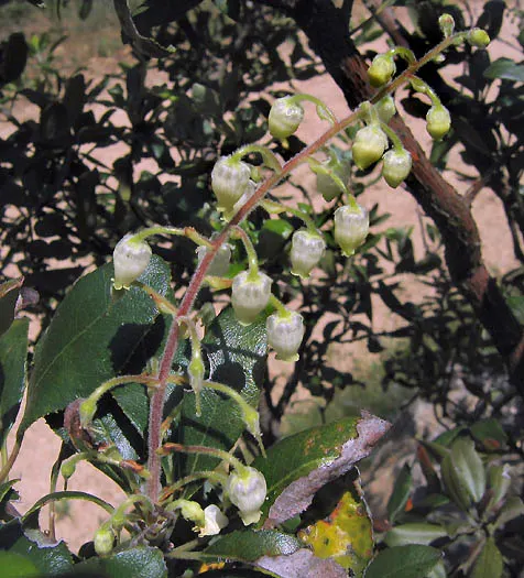 Summer Holly (Comarostaphylis Diversifolia) — shrub with white blooms
