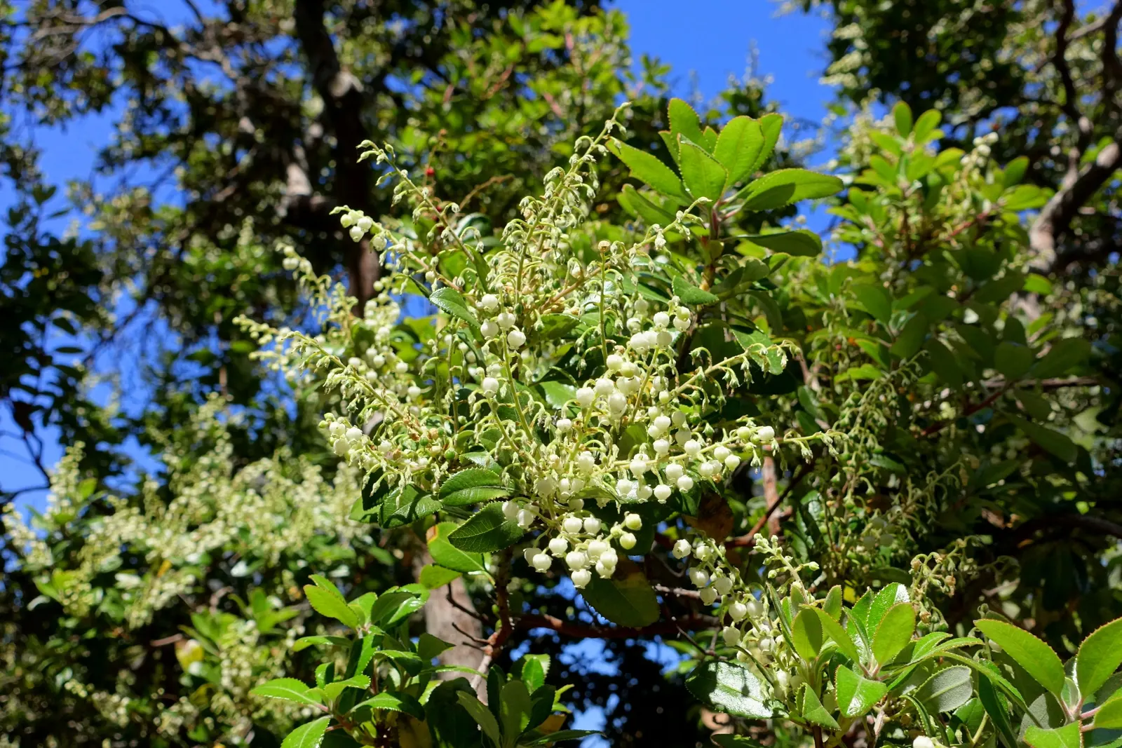 Summer Holly (Comarostaphylis Diversifolia) — Summer Holly should be planted with sufficient space to accommodate its mature size
