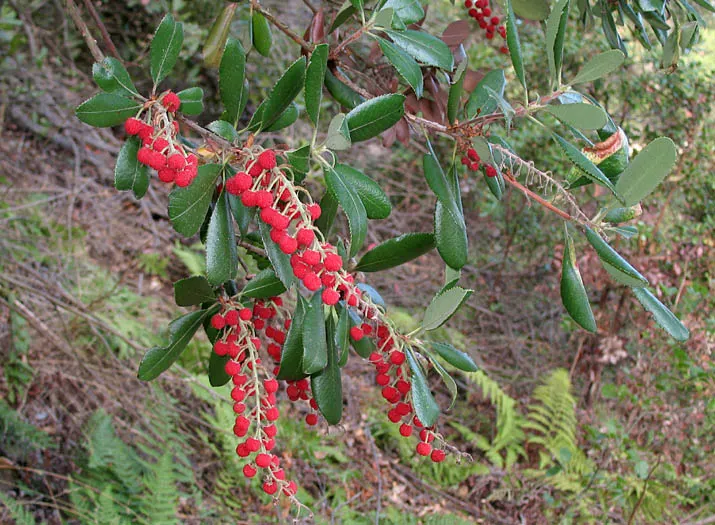 Summer Holly (Comarostaphylis Diversifolia) — makes it an excellent choice for Mediterranean or xeric garden themes.<br><br>For successful growth