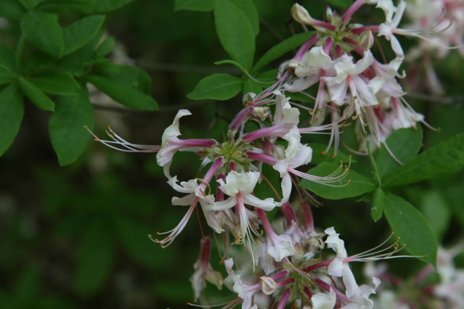 Pinxterbloom Azalea (Rhododendron Periclymenoides) — though they can be susceptible to azalea lace bugs if stressed; attracting pollinators such as butterflies