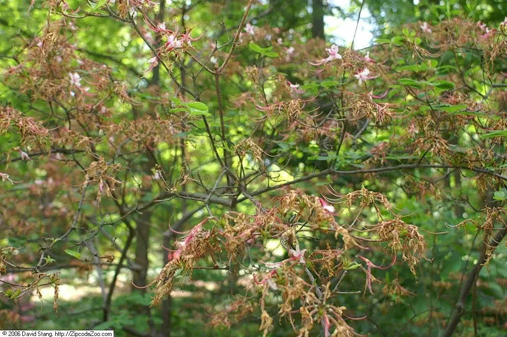 Pinxterbloom Azalea (Rhododendron Periclymenoides) — Requires minimal pruning and offers excellent fall foliage