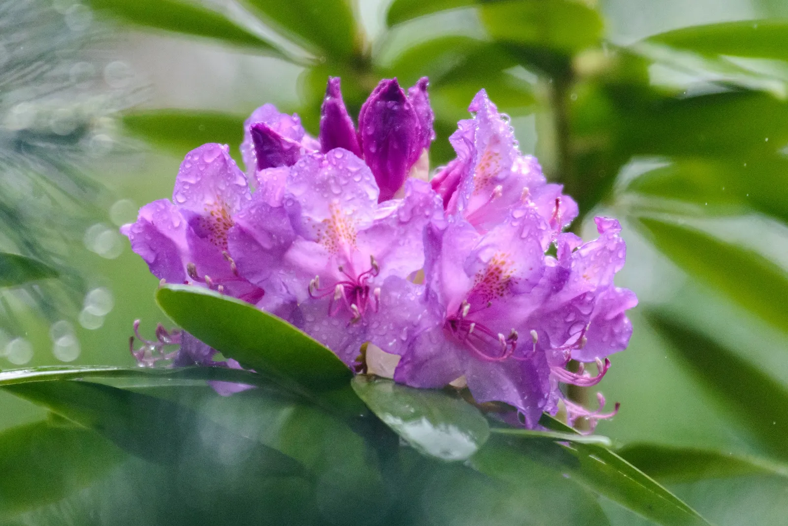 Pinxterbloom Azalea (Rhododendron Periclymenoides) — Supports pollinators with its pinkish-purple flowers; broadleaf evergreen / shrub for half or shade