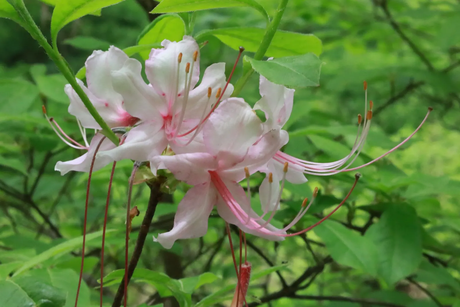 Pinxterbloom Azalea (Rhododendron Periclymenoides) — should be done immediately after flowering to avoid cutting off next year's, image 56