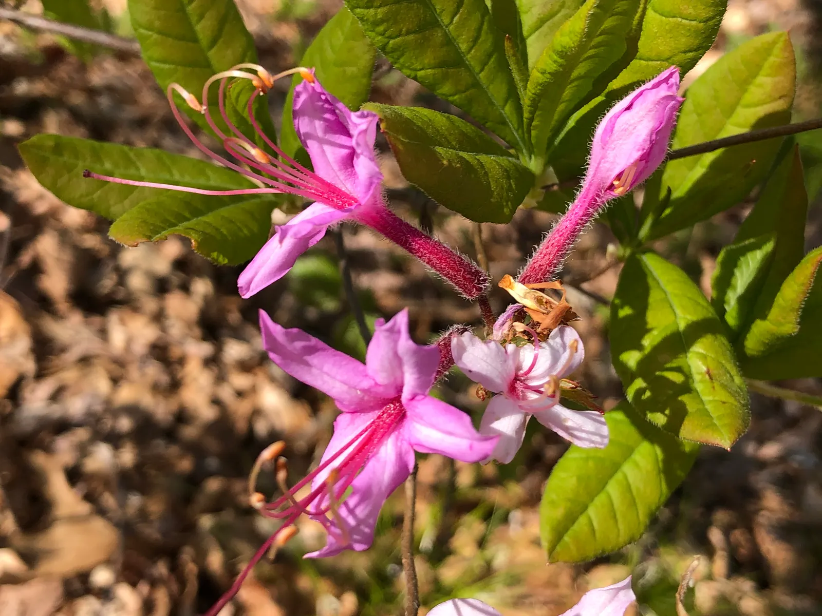 Pinxterbloom Azalea (Rhododendron Periclymenoides) — that emerge in mid-spring
