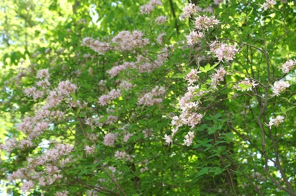 Pinxterbloom Azalea (Rhododendron Periclymenoides) — each approximately 1.5 inches across; ideal for woodland gardens or as an understory plant