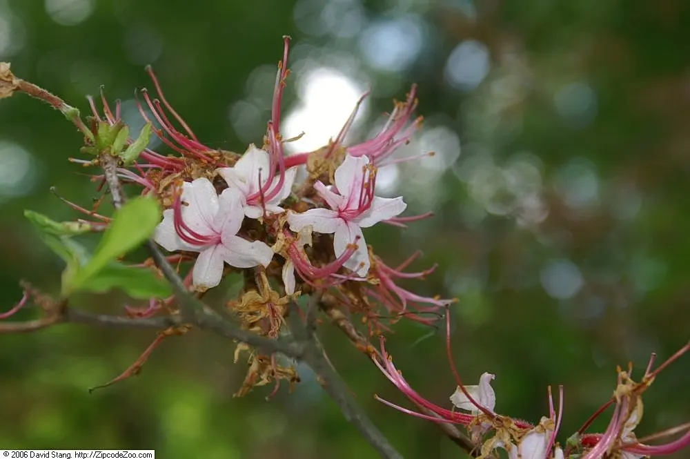 Pinxterbloom Azalea (Rhododendron Periclymenoides) — The blossoms carry a delicate fragrance; offering year-round interest