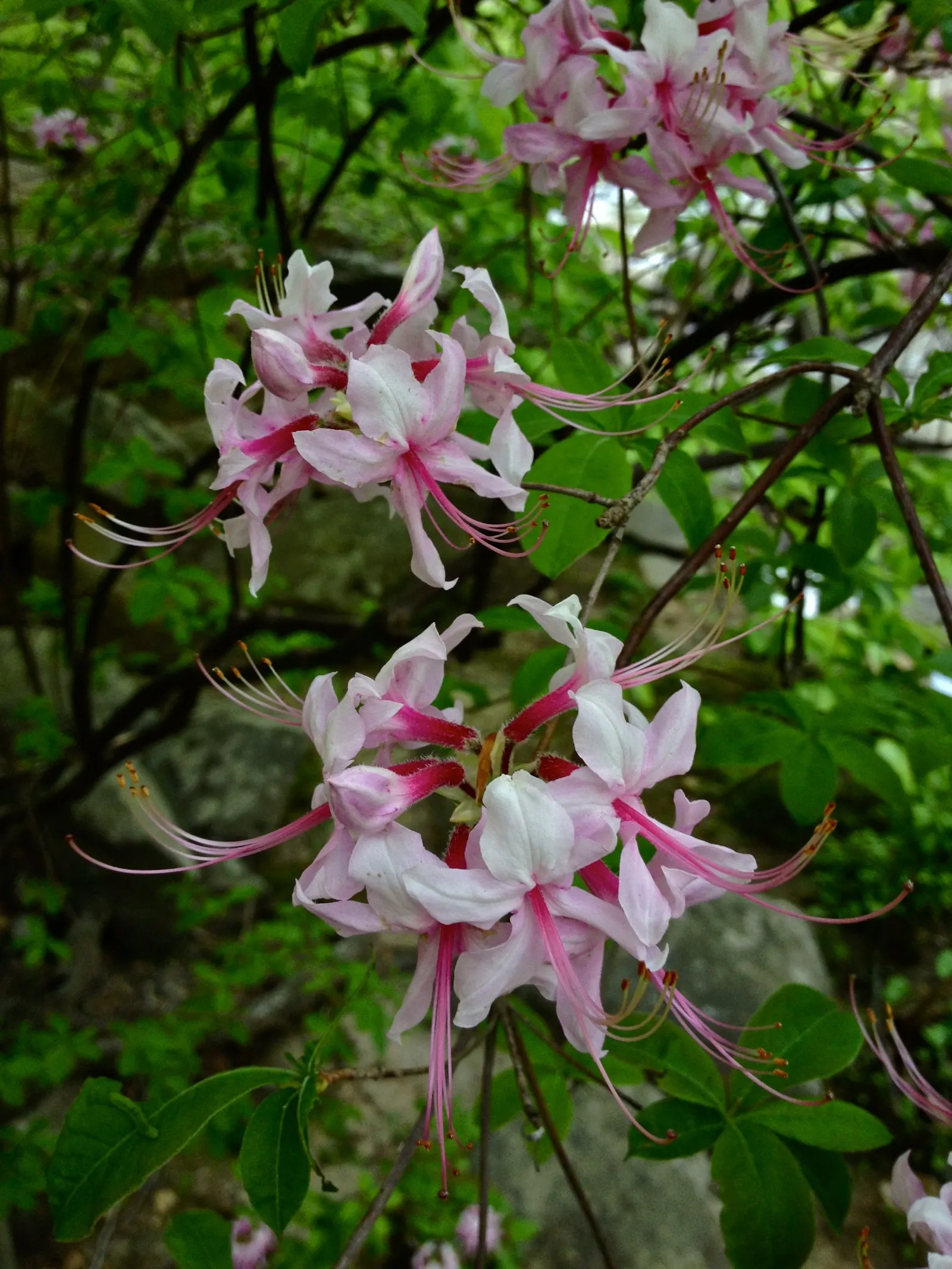 Pinxterbloom Azalea (Rhododendron Periclymenoides) — should be done immediately after flowering to avoid cutting off next year's buds.<br><br>Furthermore