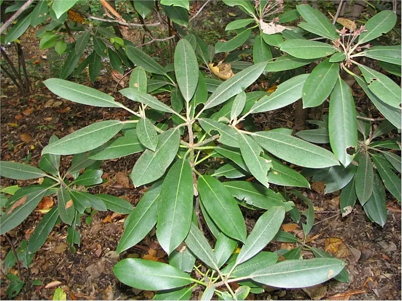 Pinxterbloom Azalea (Rhododendron Periclymenoides) — though they can be susceptible to azalea lace bugs if stressed