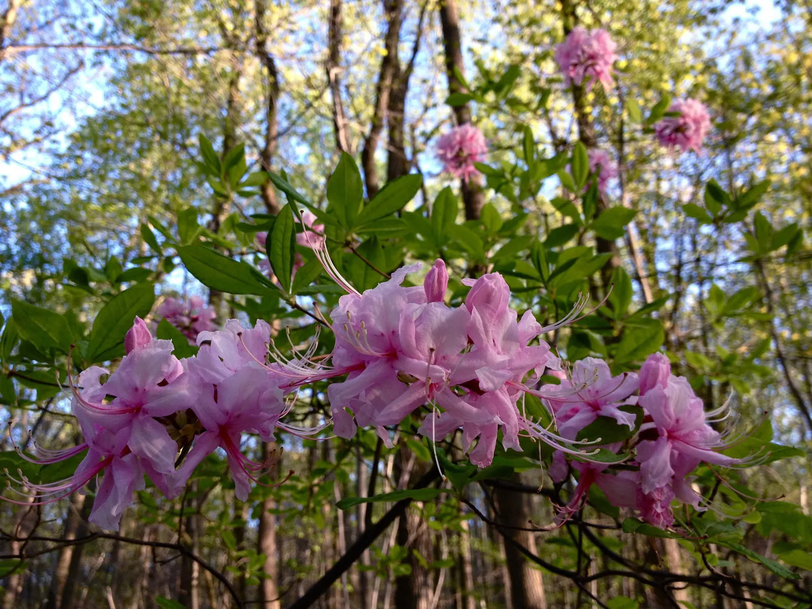 Pinxterbloom Azalea (Rhododendron Periclymenoides) — and bees to the garden.<br><br>Pinxterbloom Azaleas prefer acidic