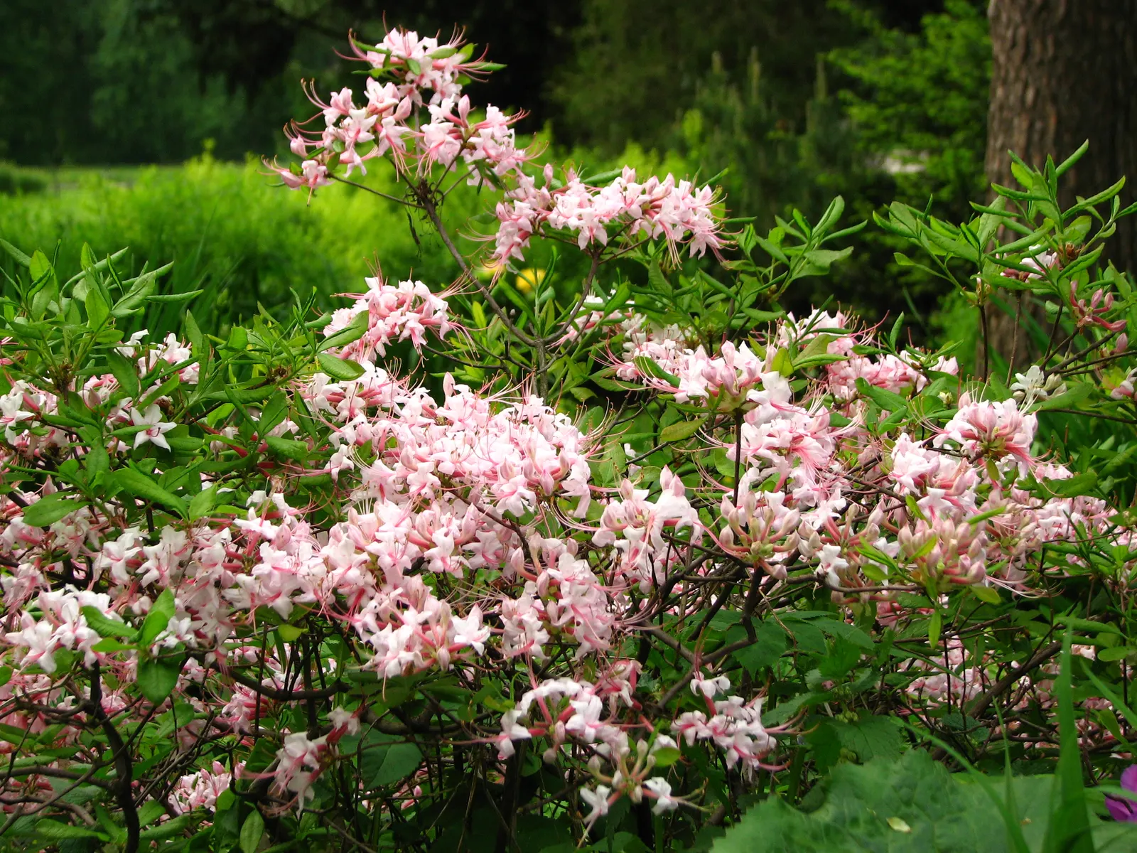 Pinxterbloom Azalea (Rhododendron Periclymenoides) — Supports pollinators with its pinkish-purple flowers