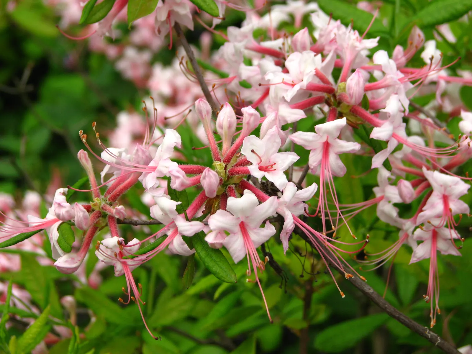 Pinxterbloom Azalea (Rhododendron Periclymenoides) — broadleaf evergreen / shrub with multi-colored and pink and white blooms
