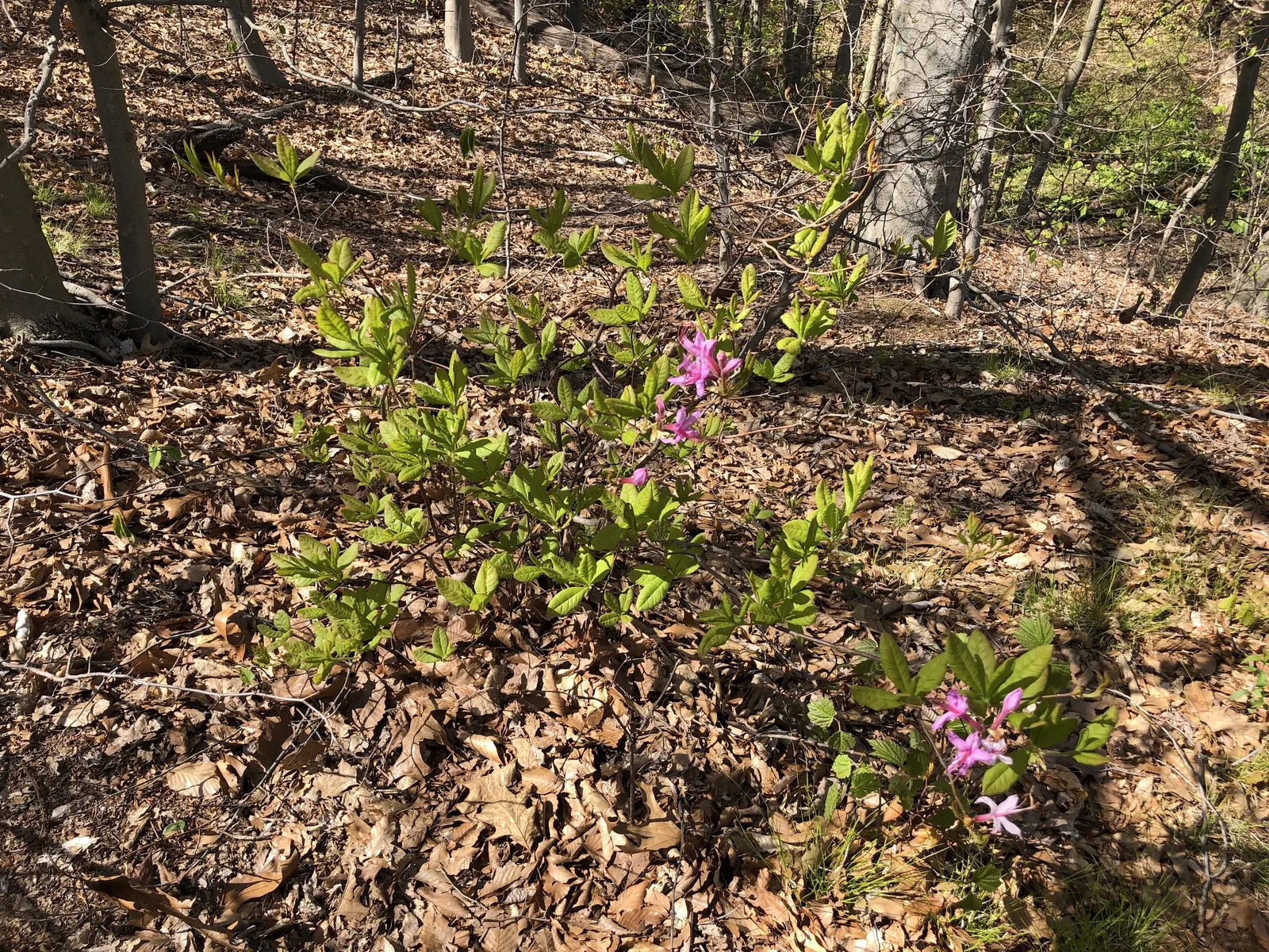 Pinxterbloom Azalea (Rhododendron Periclymenoides) — this azalea typically grows to a height of 2 to 6 feet with a similar spread