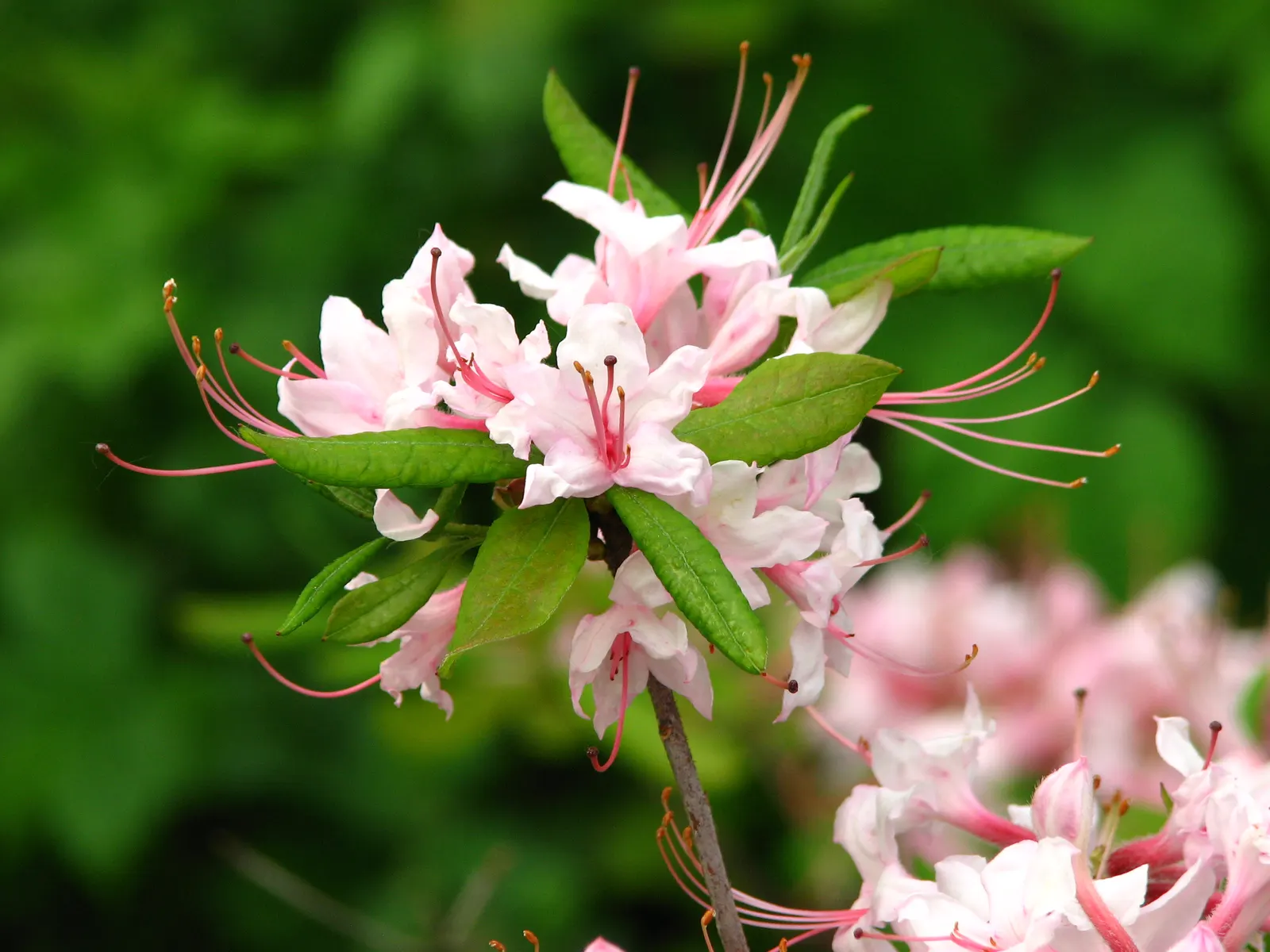 Pinxterbloom Azalea (Rhododendron Periclymenoides) — that emerge in mid-spring; making it an excellent candidate for mixed borders
