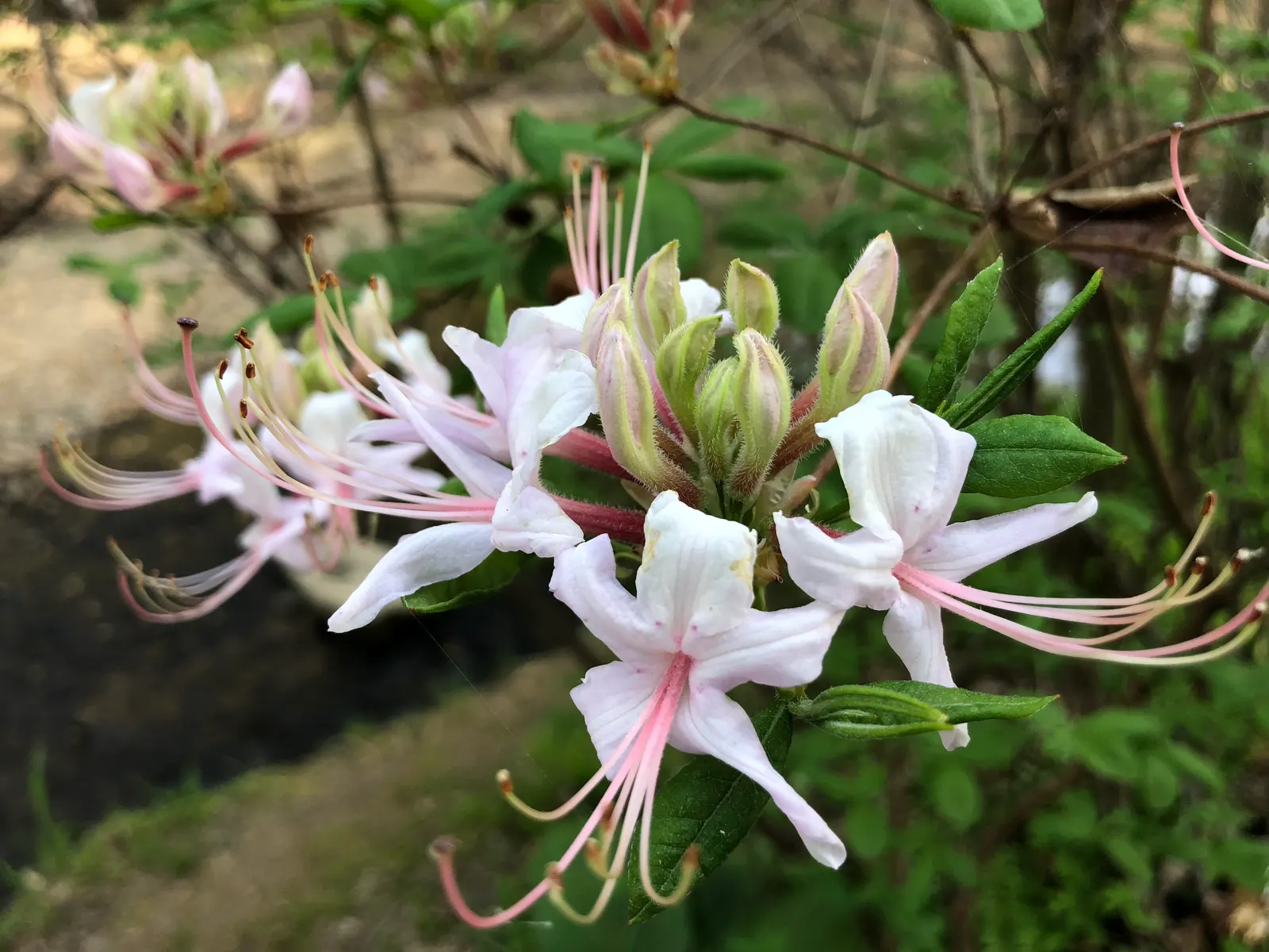 Pinxterbloom Azalea (Rhododendron Periclymenoides) — is a deciduous shrub known for its showy