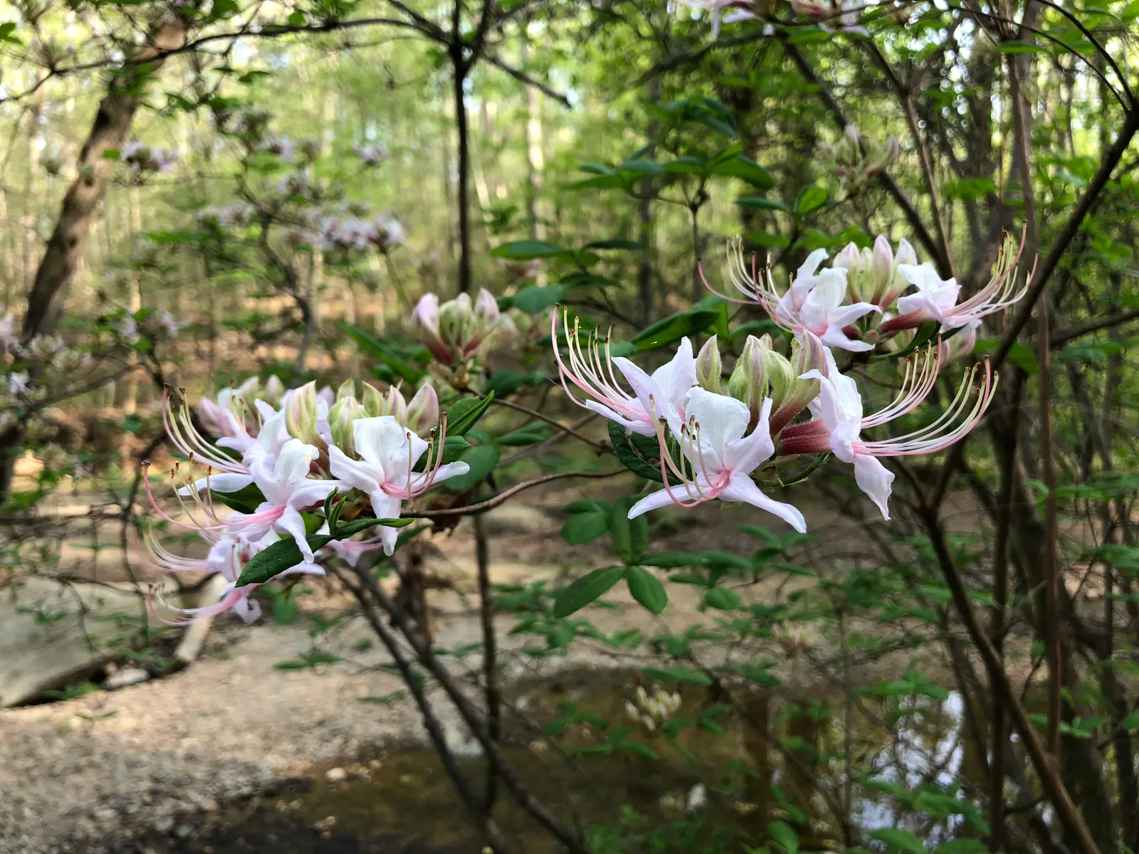 Pinxterbloom Azalea (Rhododendron Periclymenoides) — Noteworthy for its low maintenance and natural beauty