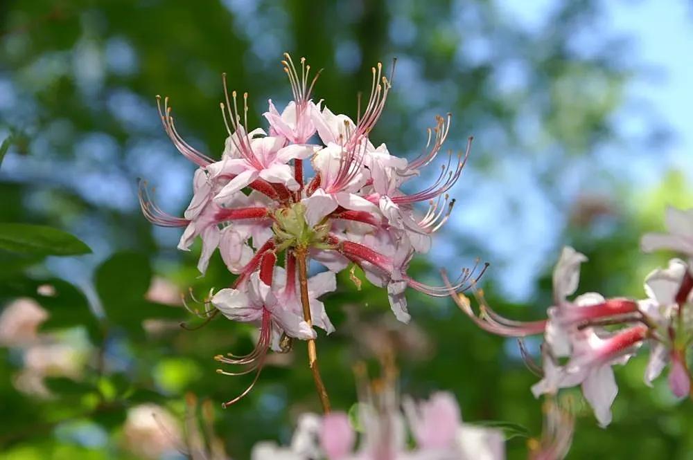 Pinxterbloom Azalea (Rhododendron Periclymenoides) — multi-colored and pink and white flowers in the garden