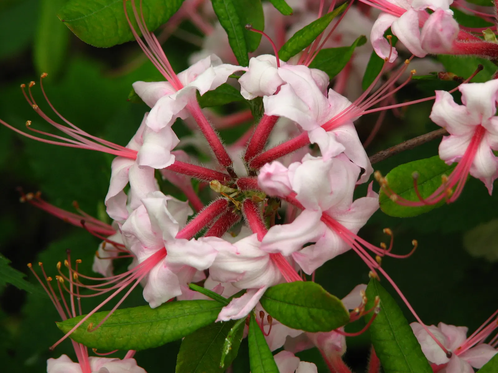 Pinxterbloom Azalea (Rhododendron Periclymenoides) — their foliage turns an attractive yellow to bronze hue in the fall