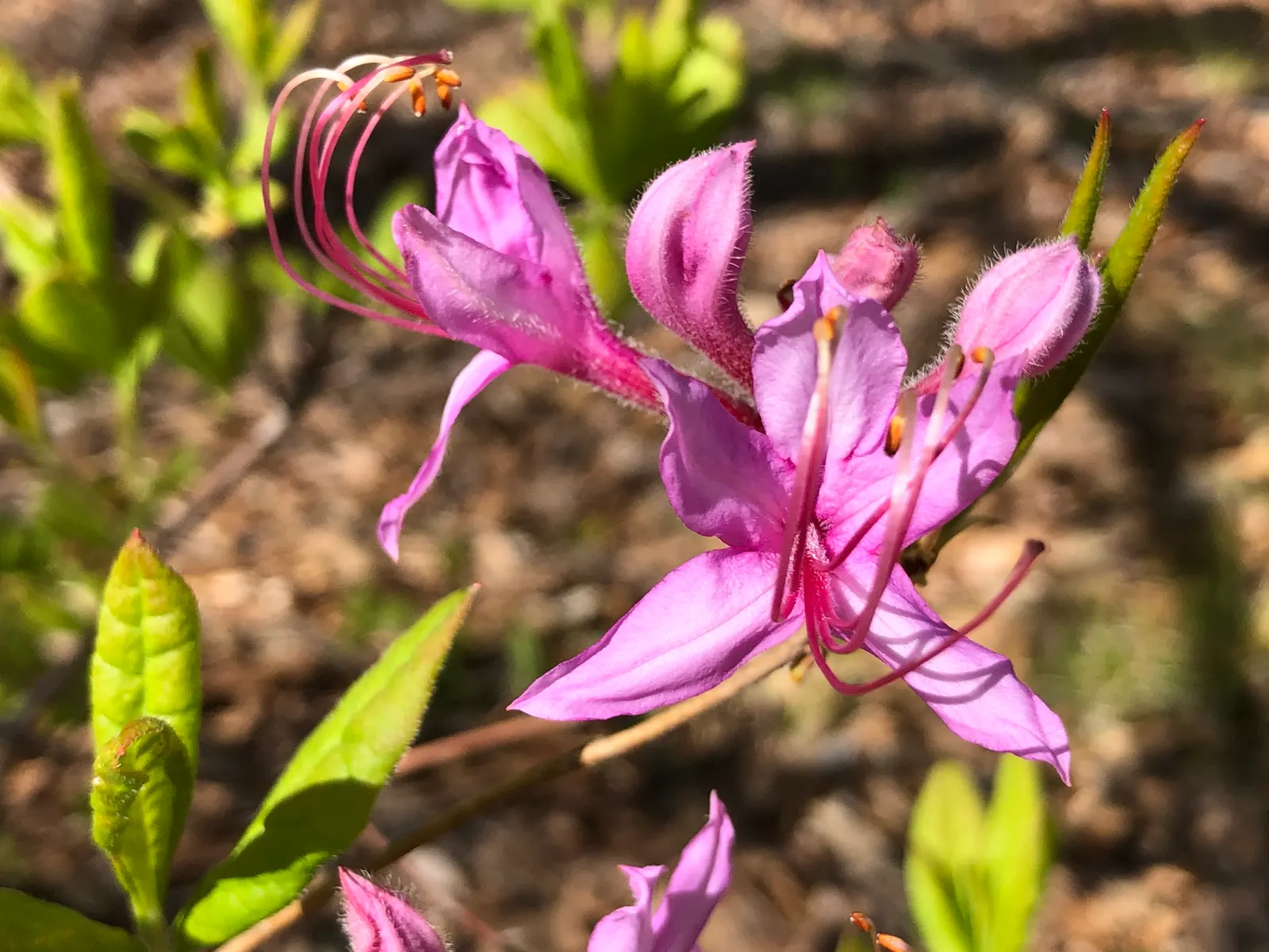 Pinxterbloom Azalea (Rhododendron Periclymenoides) — attracting pollinators such as butterflies