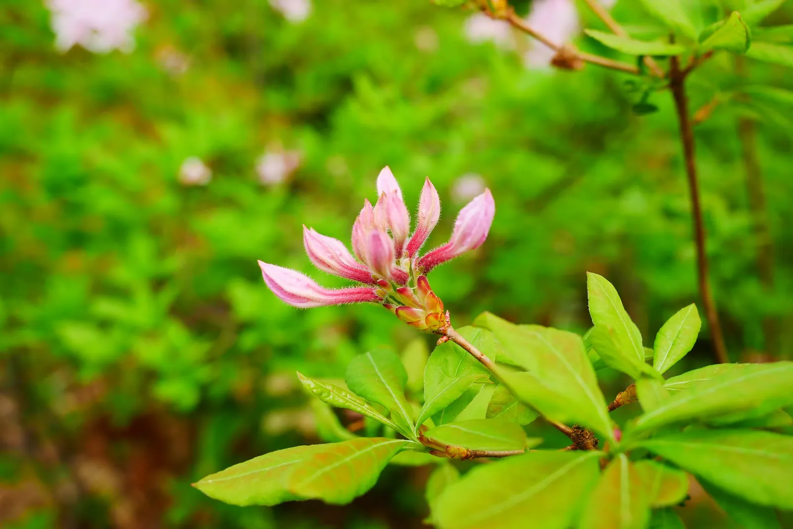 Pinxterbloom Azalea (Rhododendron Periclymenoides) — and bees to the garden.<br><br>Pinxterbloom Azaleas prefer acidic; the Pinxterbloom Azalea (Rhododendron
