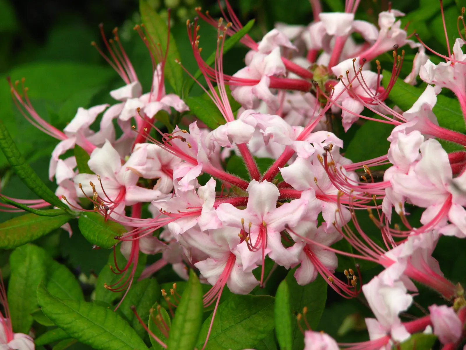 Pinxterbloom Azalea (Rhododendron Periclymenoides) — or as a stand-alone specimen.<br><br>The plant boasts clusters of pink to light purple flowers; broadleaf
