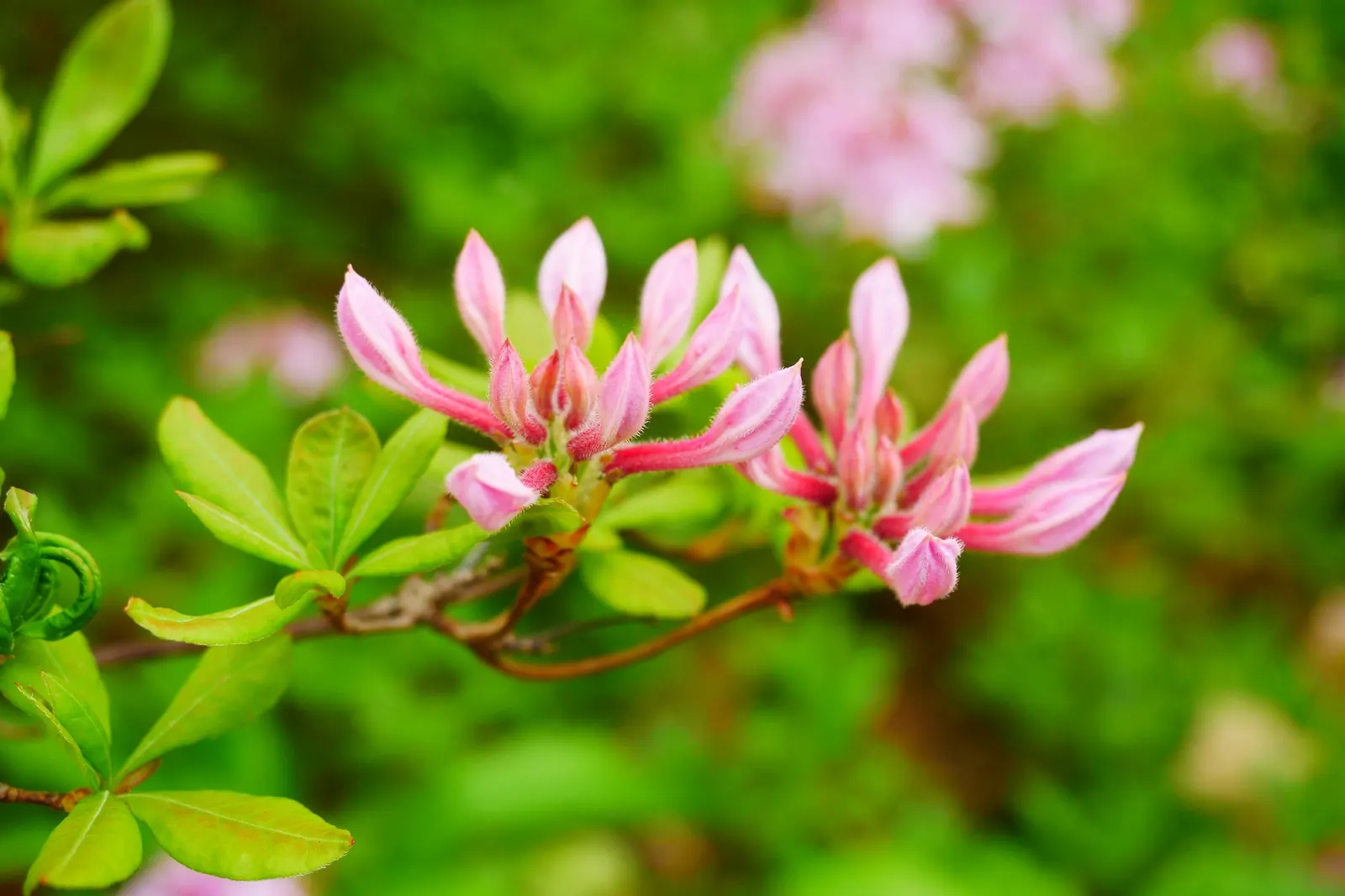 Pinxterbloom Azalea (Rhododendron Periclymenoides) — just before or as the leaves are unfolding; and bees to the garden.<br><br>Pinxterbloom Azaleas prefer