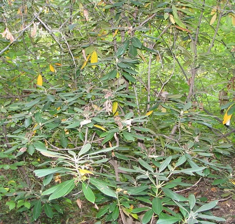 Pinxterbloom Azalea (Rhododendron Periclymenoides) — well-drained soils and perform best in partial shade; that emerge in mid-spring