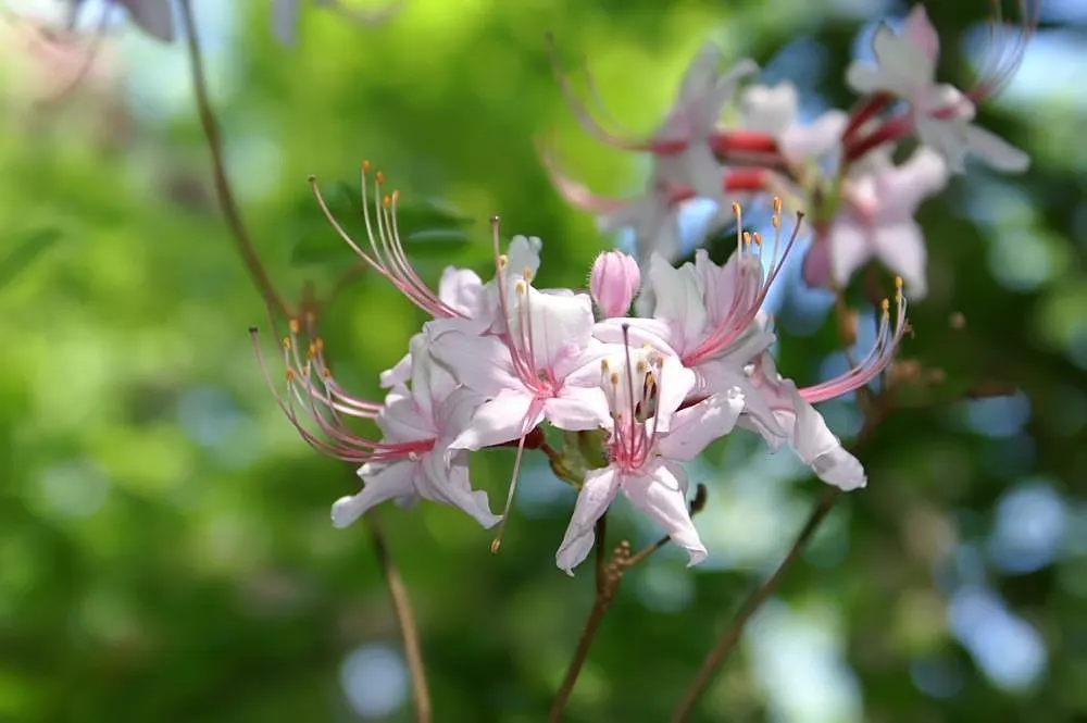 Pinxterbloom Azalea (Rhododendron Periclymenoides) — Hardy in zones 4-9, it reaches 2-6 ft in height and spread; the blossoms carry a delicate fragrance
