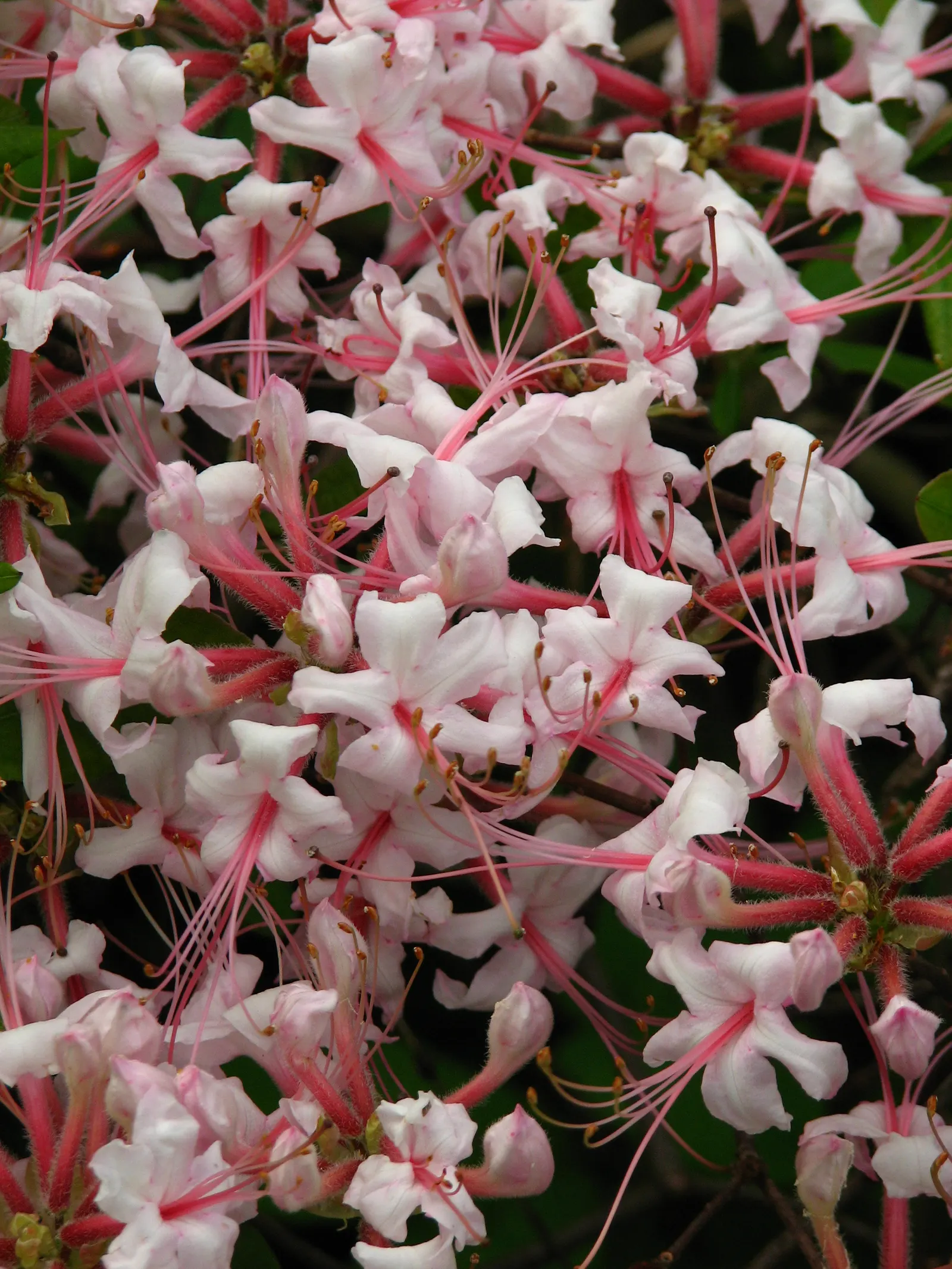 Pinxterbloom Azalea (Rhododendron Periclymenoides) — fragrant blooms in spring; thriving in USDA Hardiness Zones 4 through 9