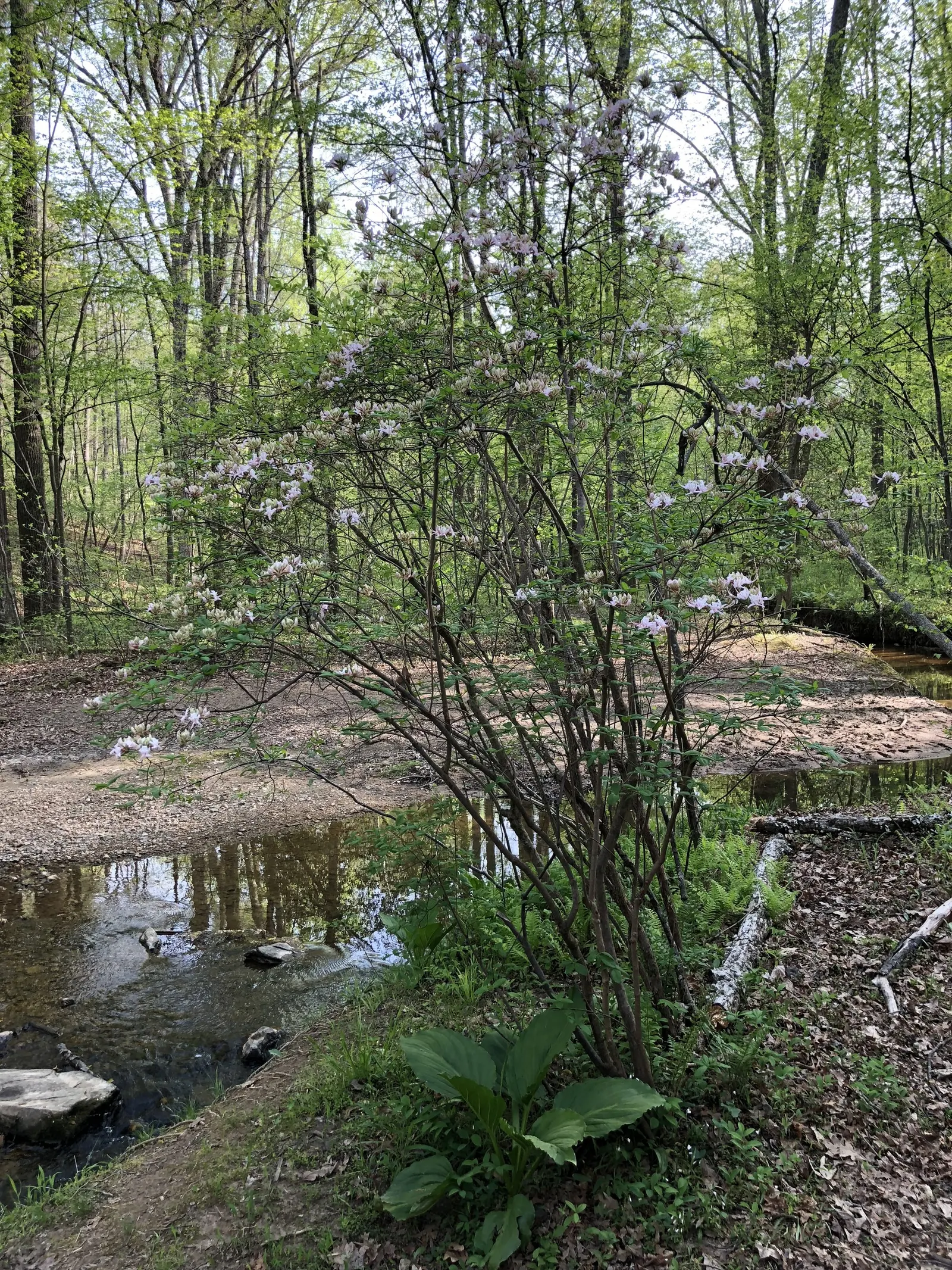 Pinxterbloom Azalea (Rhododendron Periclymenoides) — Thriving in USDA Hardiness Zones 4 through 9; is a North American native deciduous shrub that adds a