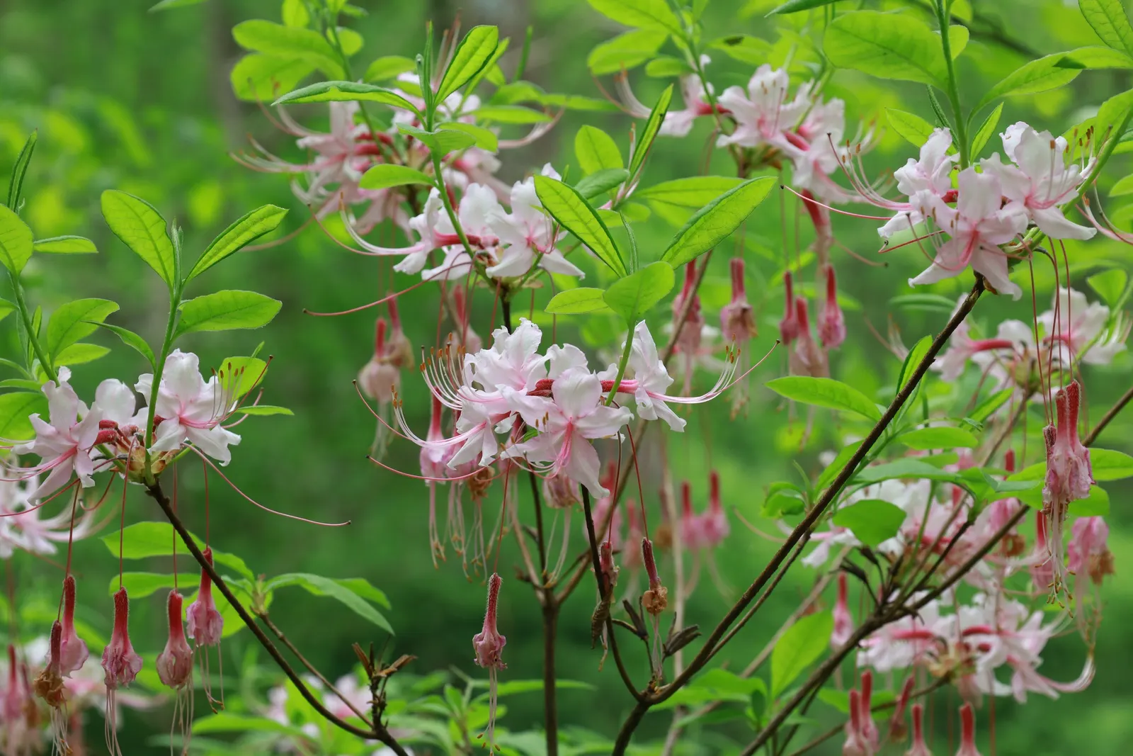 Pinxterbloom Azalea (Rhododendron Periclymenoides) — attracting pollinators such as butterflies; fragrant blooms in spring