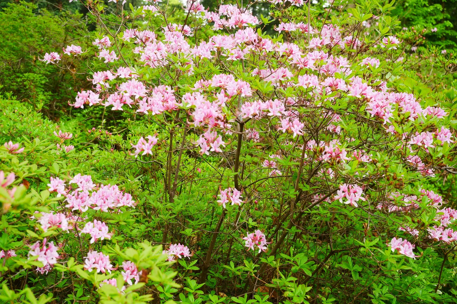 Pinxterbloom Azalea (Rhododendron Periclymenoides) — They require minimal pruning; multi-colored and pink and white flowers in the garden