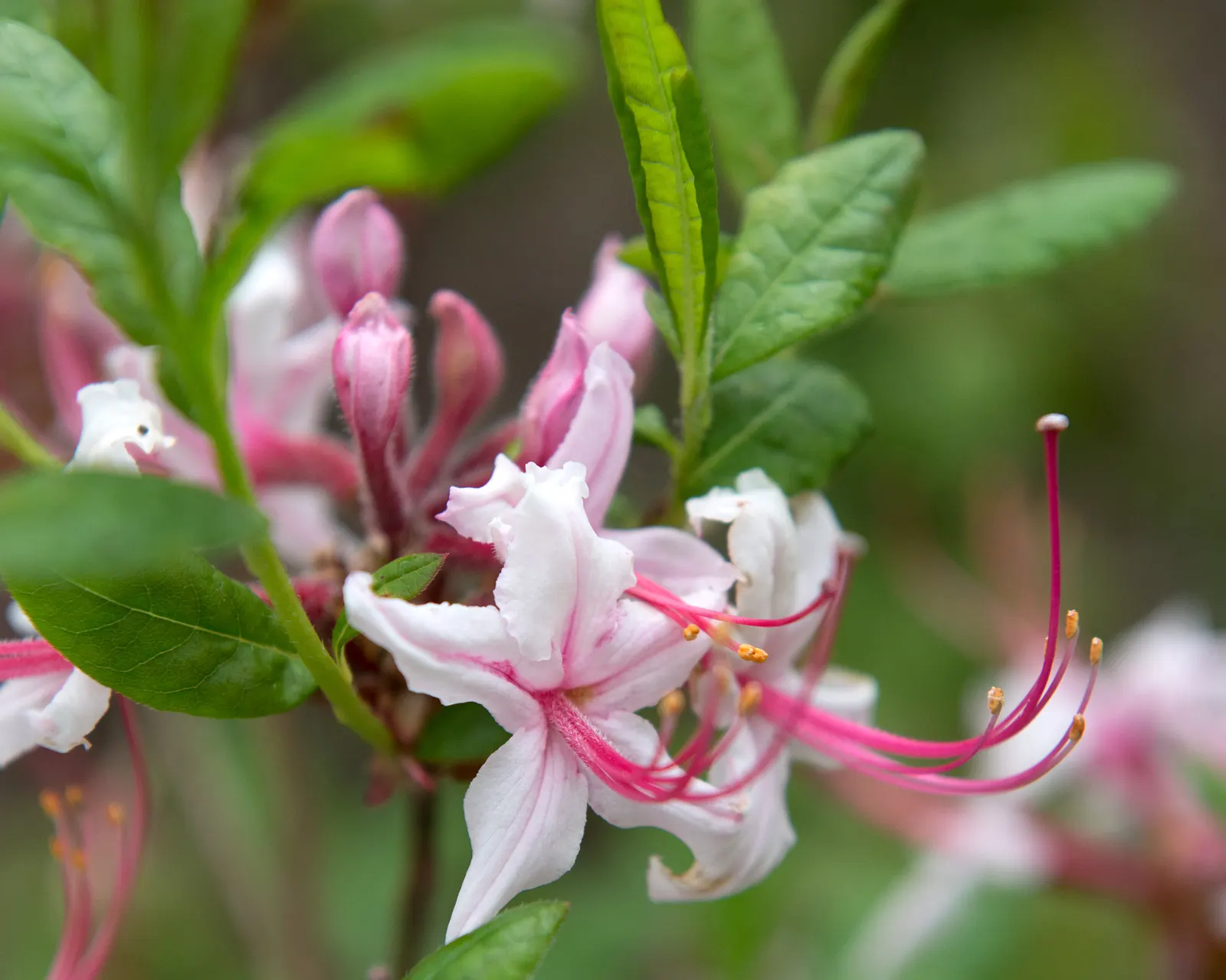 Pinxterbloom Azalea (Rhododendron Periclymenoides) — Ideal for woodland gardens or as an understory plant; requires minimal pruning and offers excellent fall