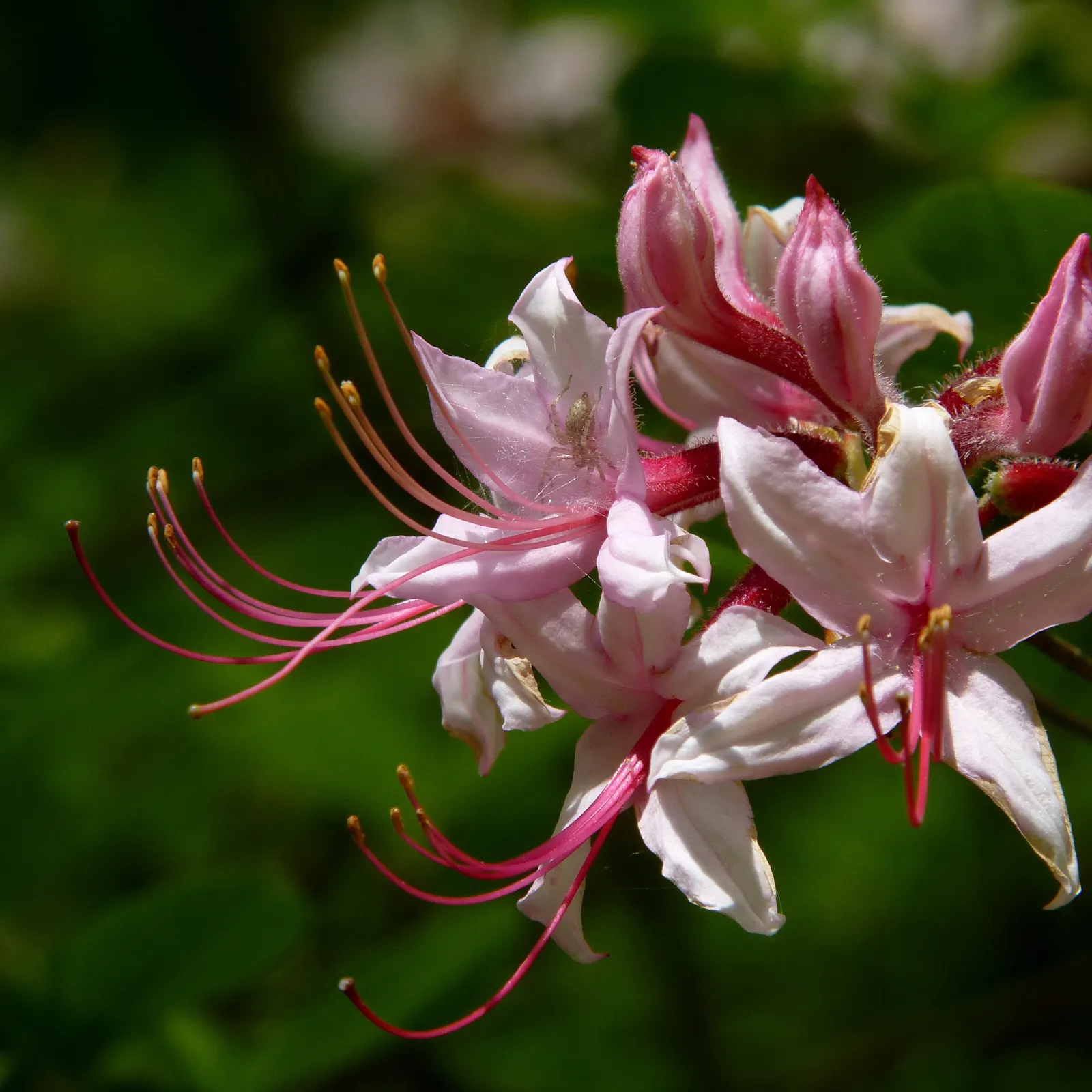 Pinxterbloom Azalea (Rhododendron Periclymenoides) — Prefers part shade and moist, well-drained acidic soil; these azaleas are fairly low maintenance and