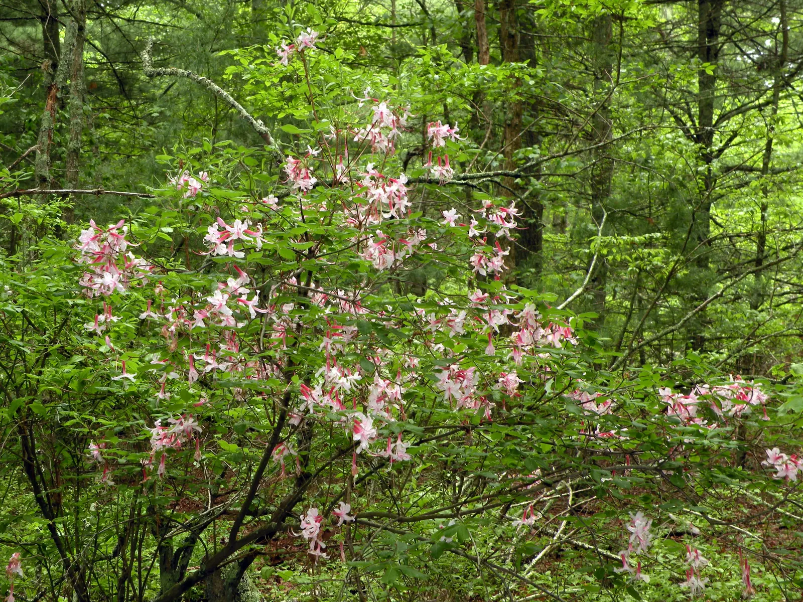 Pinxterbloom Azalea (Rhododendron Periclymenoides) — They require minimal pruning