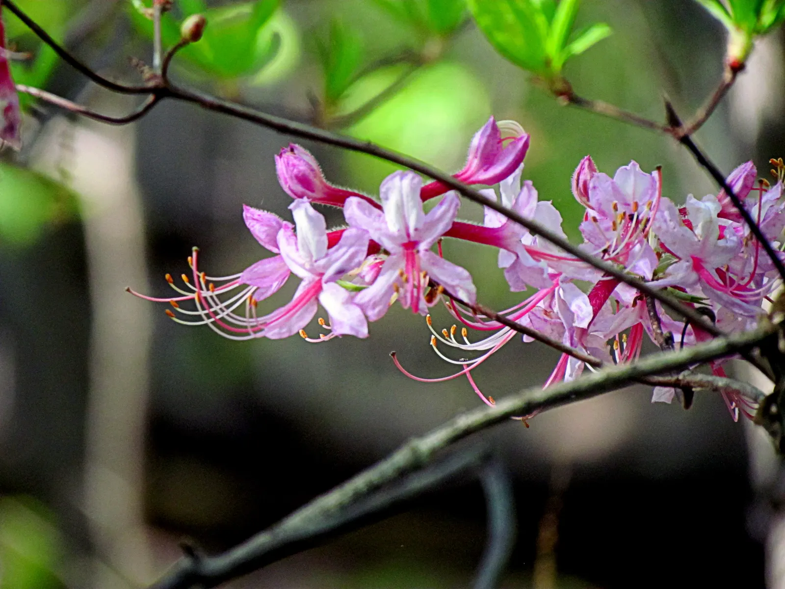Pinxterbloom Azalea (Rhododendron Periclymenoides) — The Pinxterbloom Azalea (Rhododendron periclymenoides)