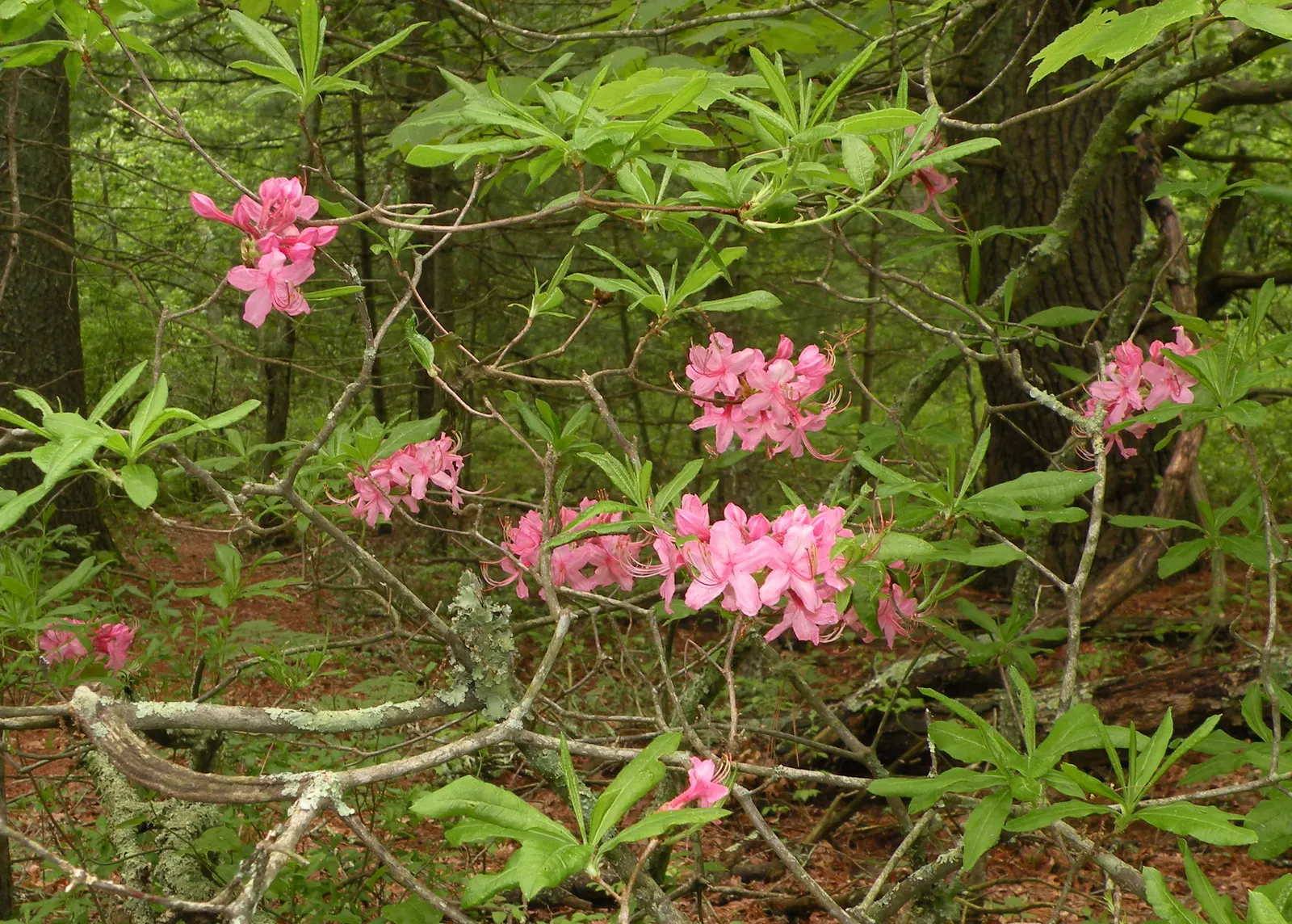 Pinxterbloom Azalea (Rhododendron Periclymenoides) — broadleaf evergreen / shrub for half or shade